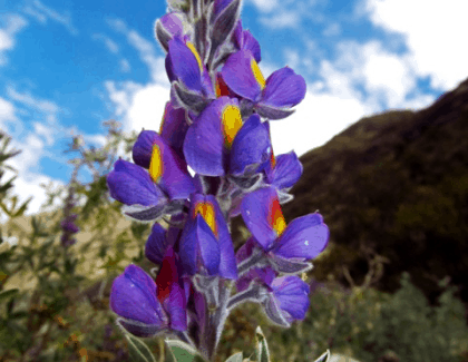 Purple flower of Huascaran Park